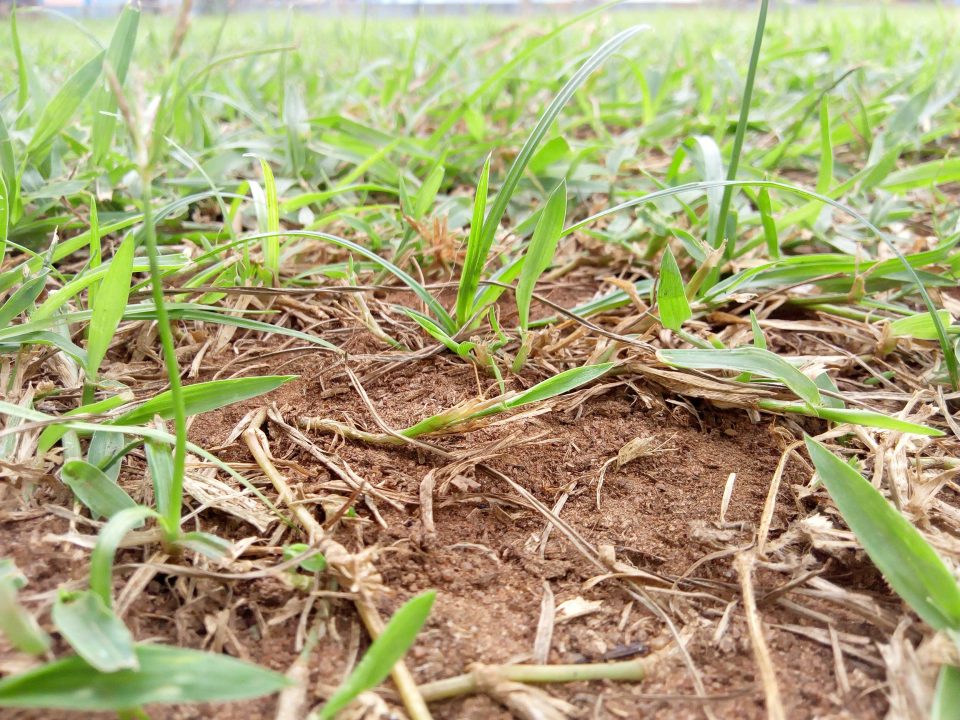 Article : Elections europ&eacute;ennes 2019/ Perc&eacute;e des Verts, faut-il en rire ou pleurer ?